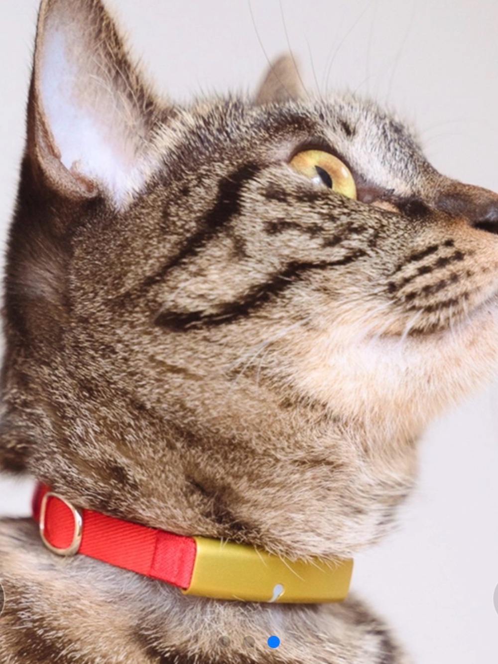 Catlog cat health and activity tracker